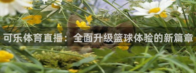 可乐体育直播：全面升级篮球体验的新篇章